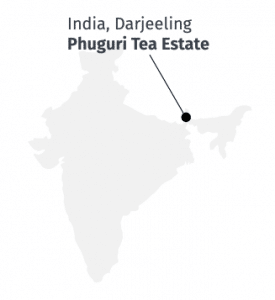 India, Darjeeling Phuguri Tea Estate